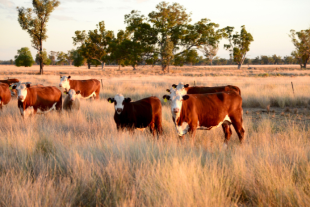 A integração entre agricultura e pecuária ganha destaque quando João Eustáquio De Almeida Junior explica como essa relação gera eficiência, sustentabilidade e melhores resultados no campo.