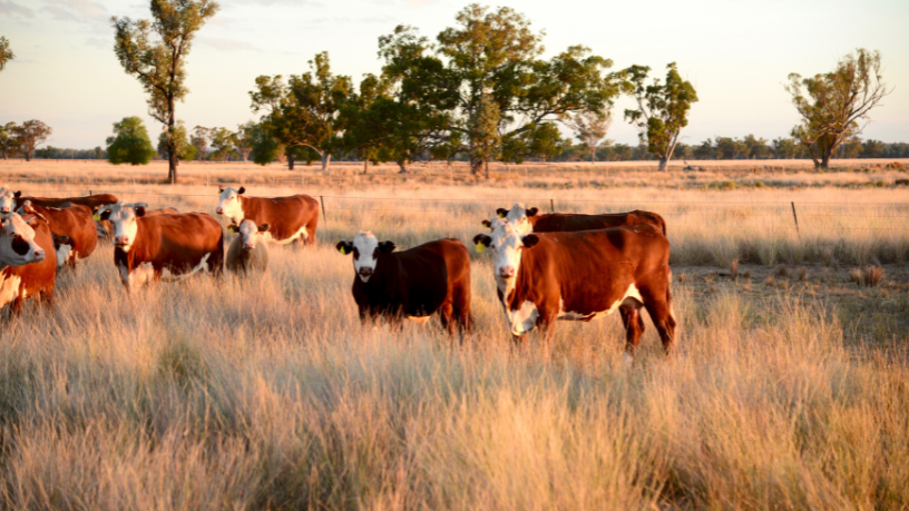 A integração entre agricultura e pecuária ganha destaque quando João Eustáquio De Almeida Junior explica como essa relação gera eficiência, sustentabilidade e melhores resultados no campo.