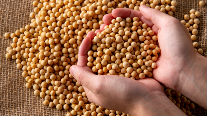 Logística da soja pressiona preços no Brasil e revela novo desafio estrutural do agronegócio